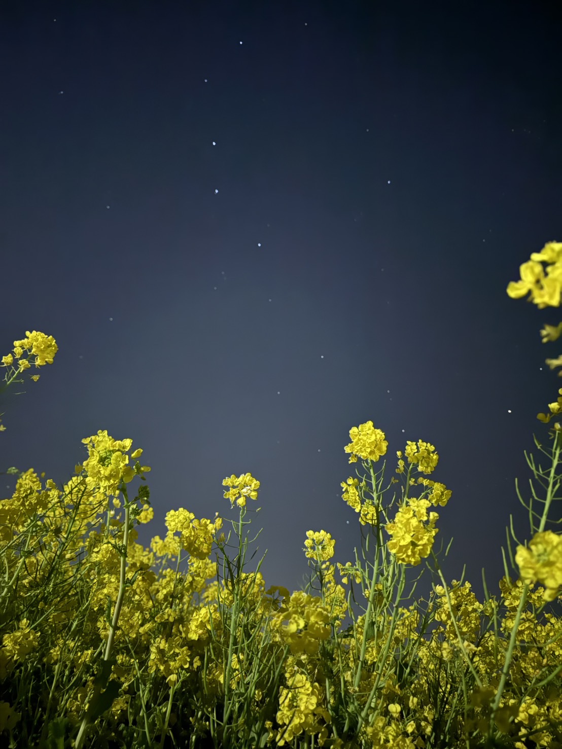 次男のテニスの応援で熊本へ