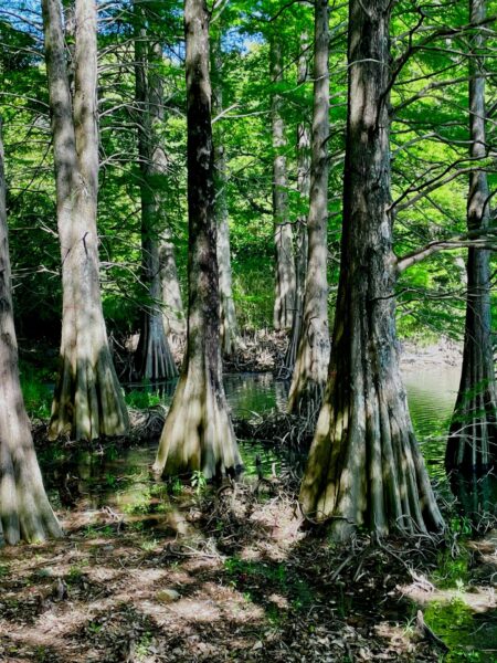 ジブリ風の幻想的な写真が撮れる「篠栗九大の森」