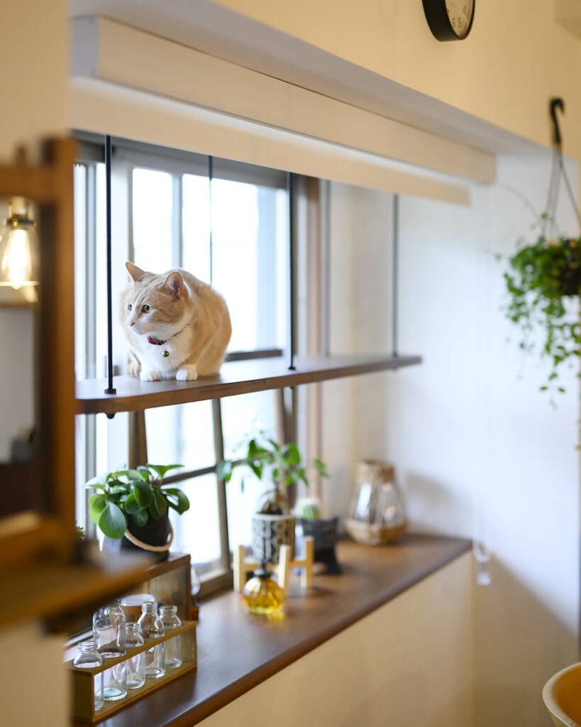 出窓のキャットウォークで外を眺めるのが日課のねこちゃん
