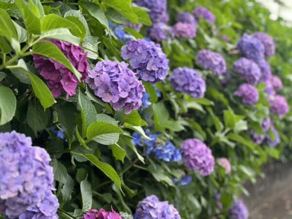【新入社員紹介】「ありがとう」の言葉をいただけるように
