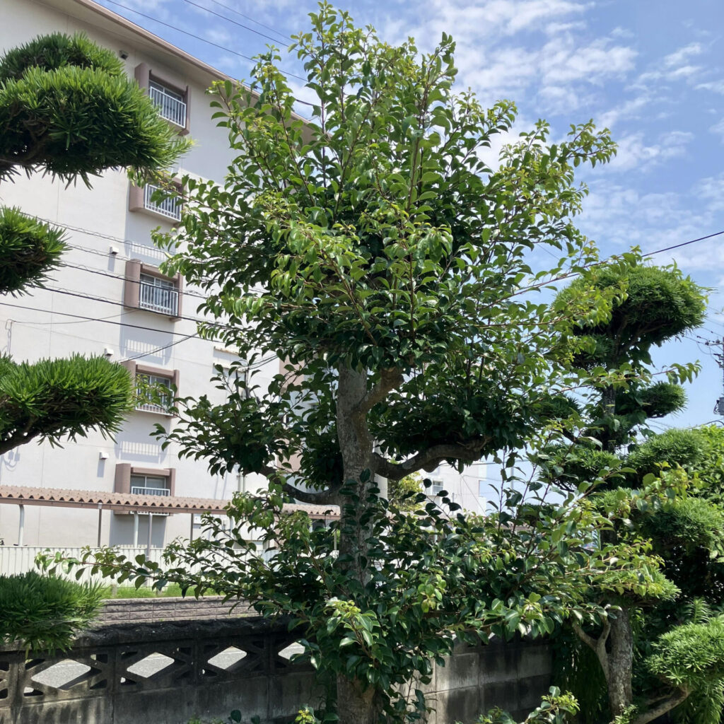 庭木が伸び放題となっていました。