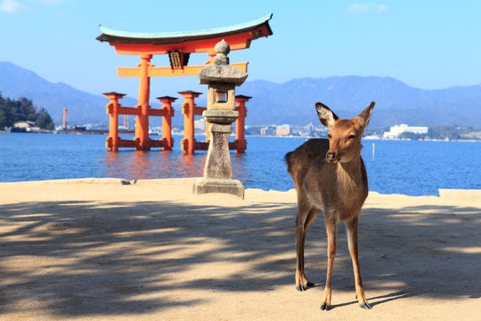 今年こそは家族旅行で行きたい「宮島」