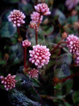 花と子どもの優しさに癒される日々