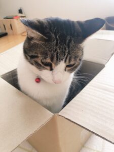 我が家の愛猫、サブロー