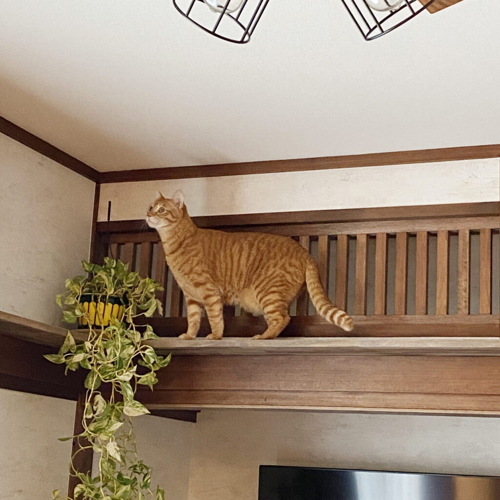 リビングにはキャットウォークを作りました。<br />
階段の中段からキャットウォークへ。<br />
猫ちゃん達のお気に入りの場所です。