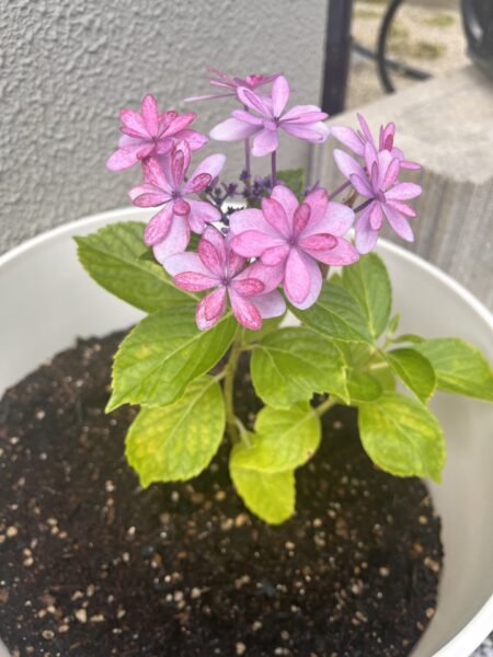 ジメジメした梅雨も乗り越えられる紫陽花の美しさ