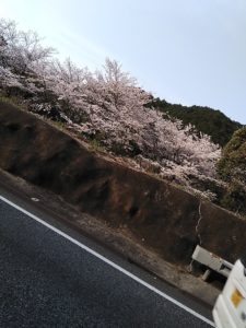 キレイな山桜