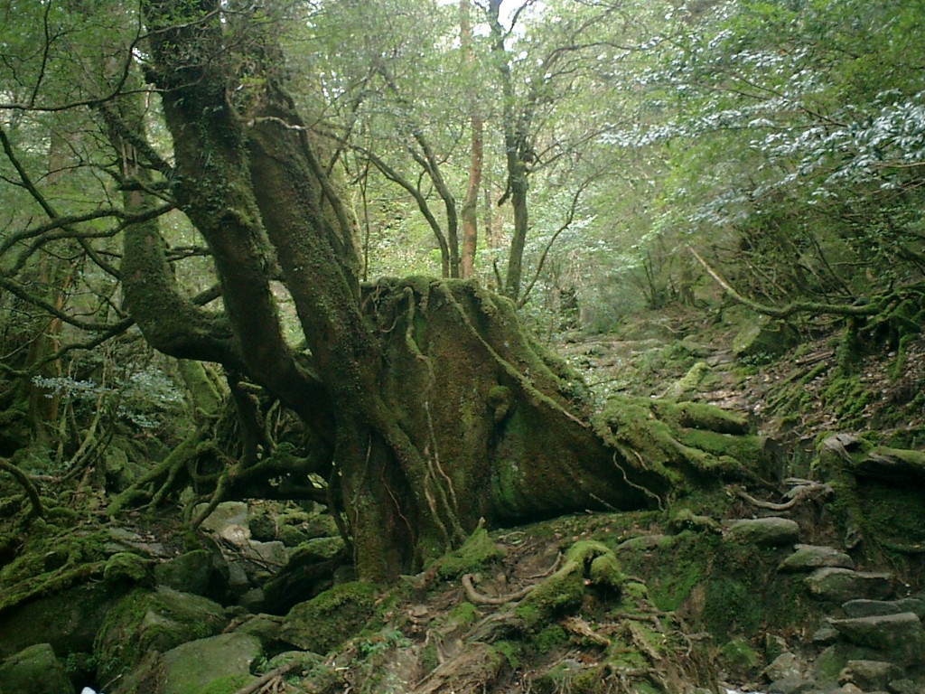 樹齢7000年以上の生命力を感じたい！